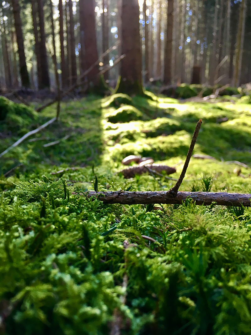 bos-de-krim Der Krimbos | Tessels Onderdak