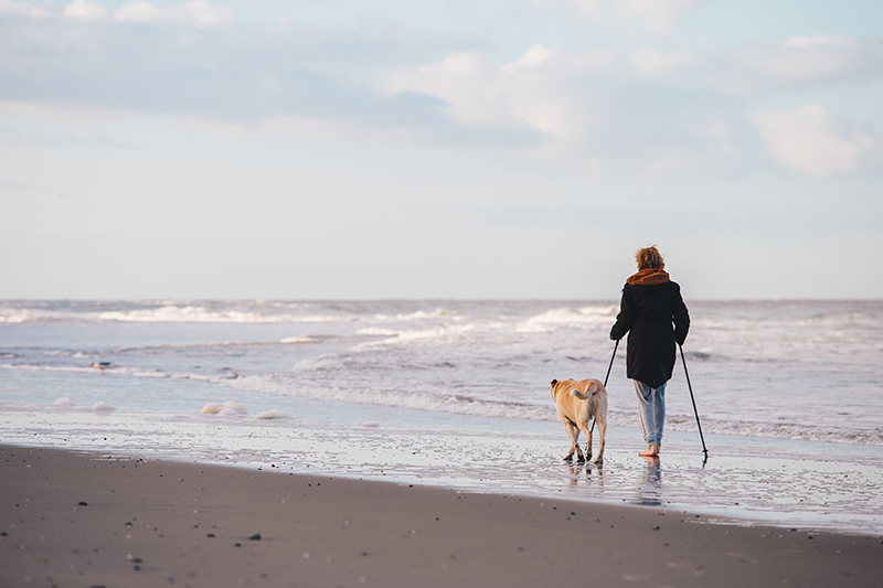 hond-op-texel Der Strand von Texel | Tessels Onderdak
