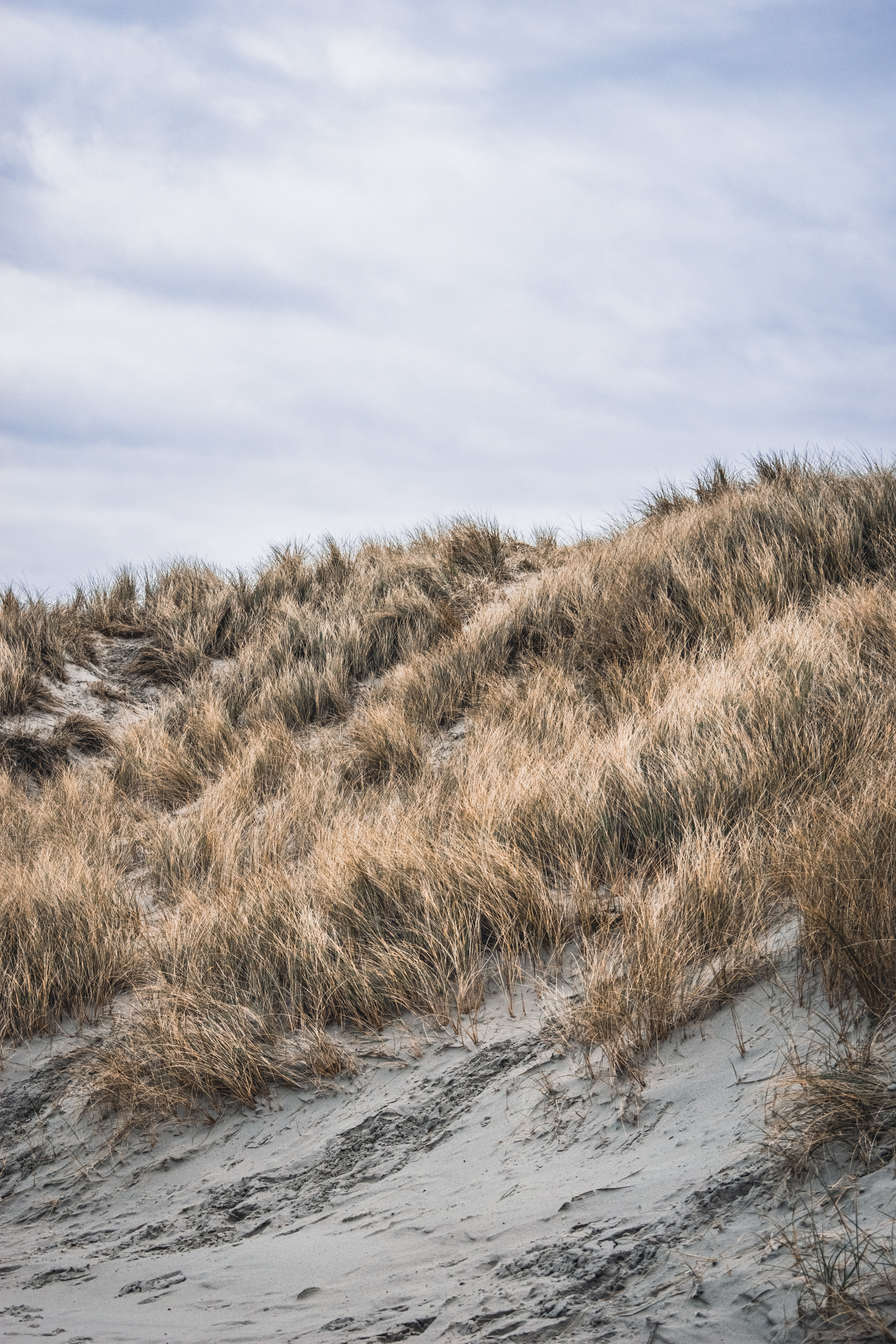 slufter-texel Hund auf Texel | Tessels Onderdak